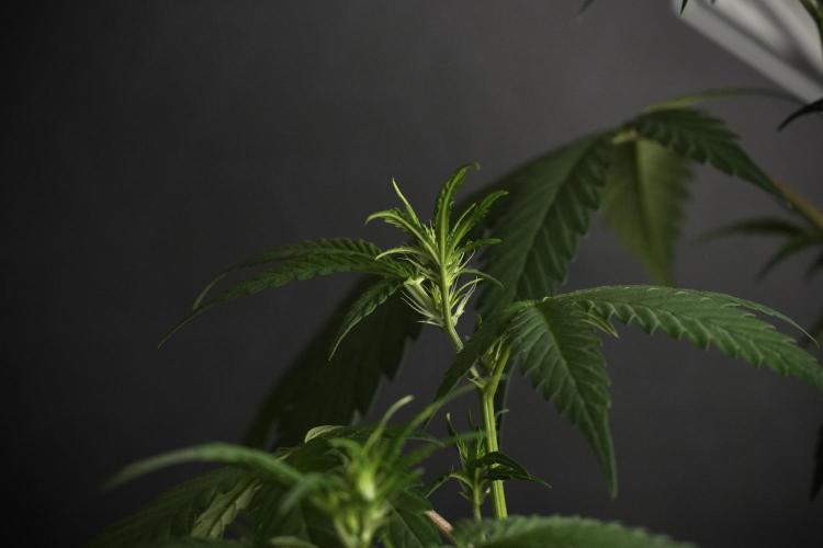 Pheno B Chem Brulee By Zamnesia. Week 6 - Chem Brûlée Pheno B