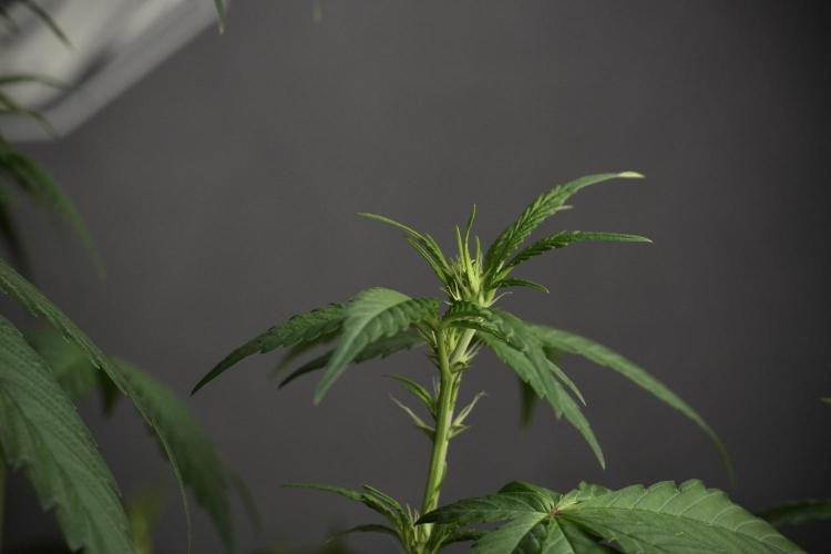 Pheno B Chem Brulee By Zamnesia. Week 6 - Chem Brûlée Pheno B