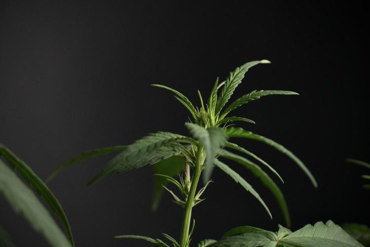 Pheno B Chem Brulee By Zamnesia. Week 6 - Chem Brûlée Pheno B