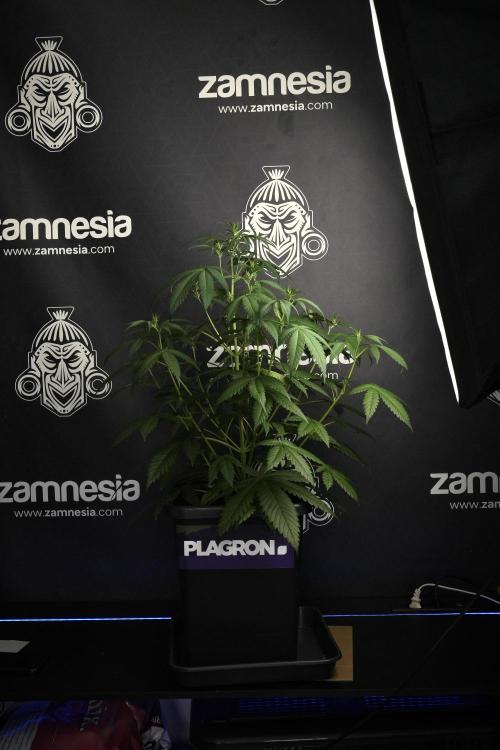 Pheno B Chem Brulee By Zamnesia. Week 6 - Chem Brûlée Pheno B