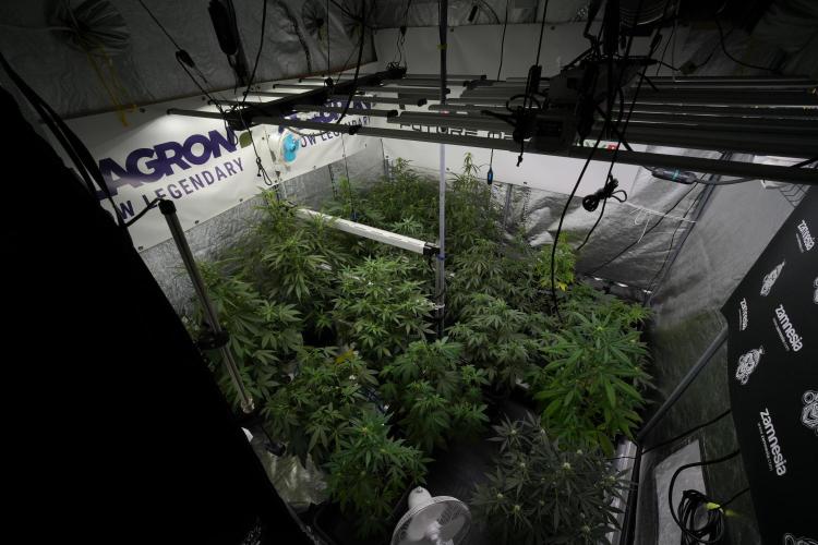 Pheno B Chem Brulee By Zamnesia. Week 6 - Room And Vibes 