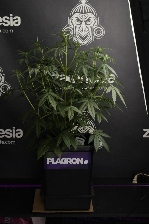 God father OG By Zamnesia Pheno A. Week 6 - Godfather OG Pheno A 