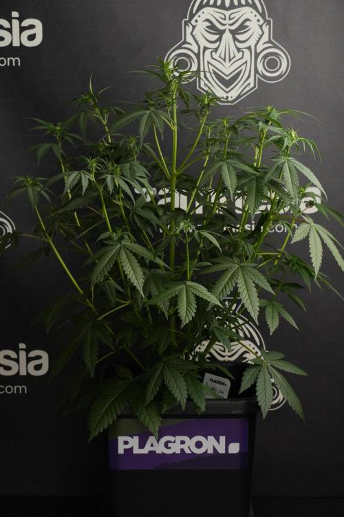 God father OG By Zamnesia Pheno A. Week 6 - Godfather OG Pheno A 