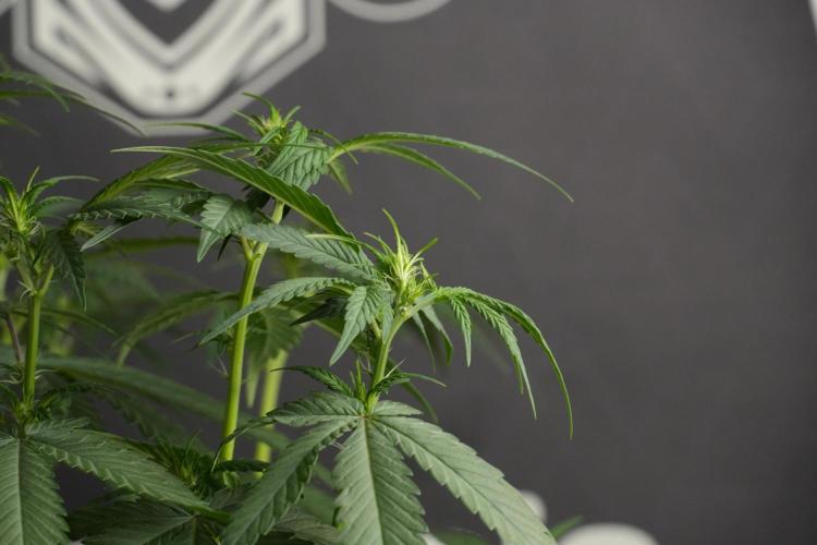 God father OG By Zamnesia Pheno A. Week 6 - Godfather OG Pheno A 