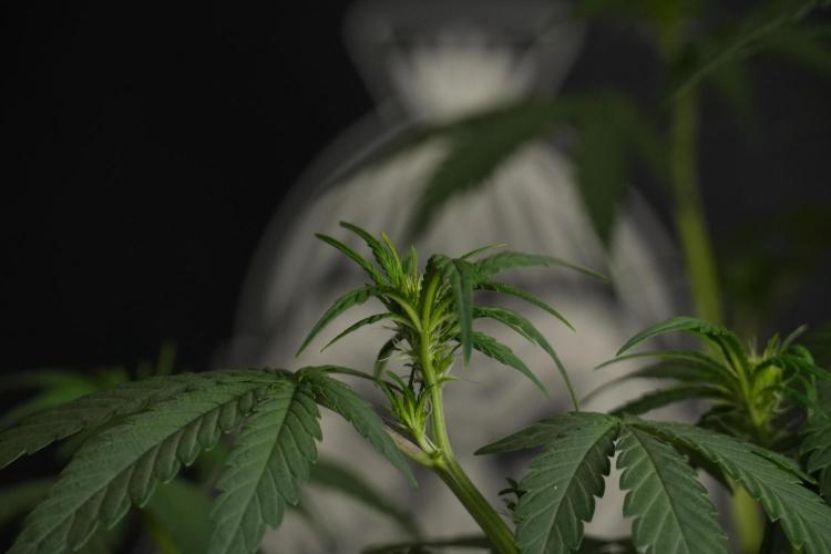 God father OG By Zamnesia Pheno A. Week 6 - Godfather OG Pheno A 
