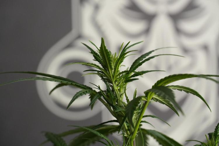 God father OG By Zamnesia Pheno A. Week 6 - Godfather OG Pheno A 
