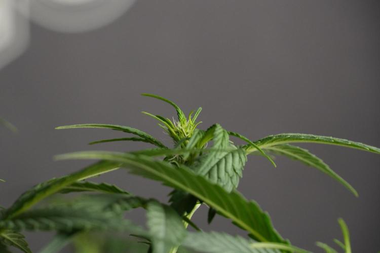 God father OG By Zamnesia Pheno A. Week 6 - Godfather OG Pheno A 
