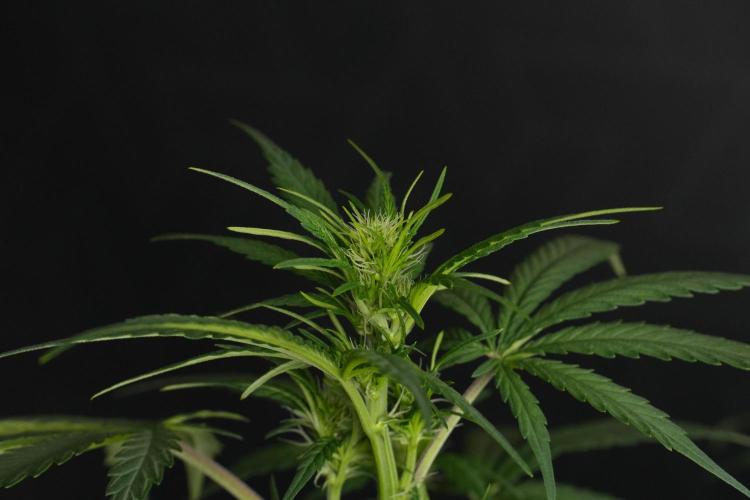God father OG By Zamnesia Pheno A. Week 6 - Godfather OG Pheno A 