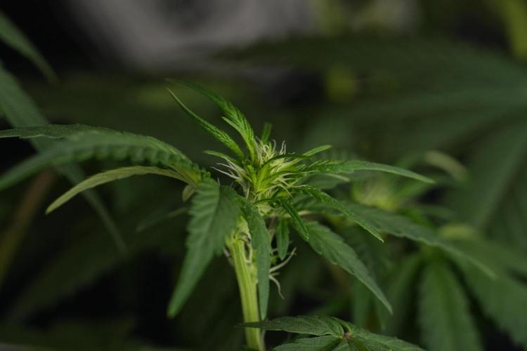 God father OG By Zamnesia Pheno A. Week 6 - Godfather OG Pheno A 
