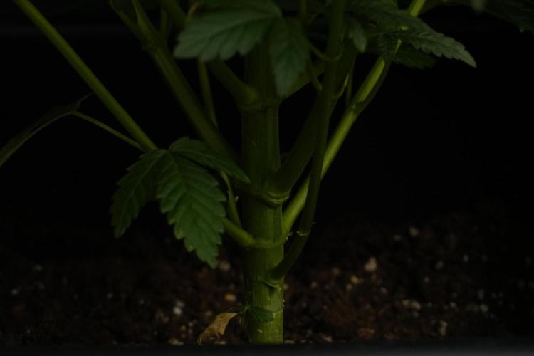 God father OG By Zamnesia Pheno A. Week 6 - Godfather OG Pheno A 