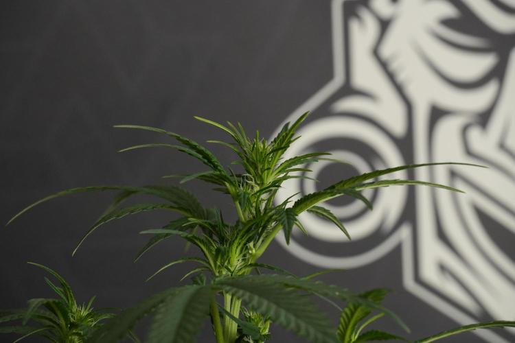 God father OG By Zamnesia Pheno A. Week 6 - Godfather OG Pheno A 