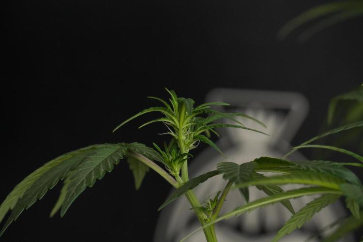 God father OG By Zamnesia Pheno A. Week 6 - Godfather OG Pheno A 