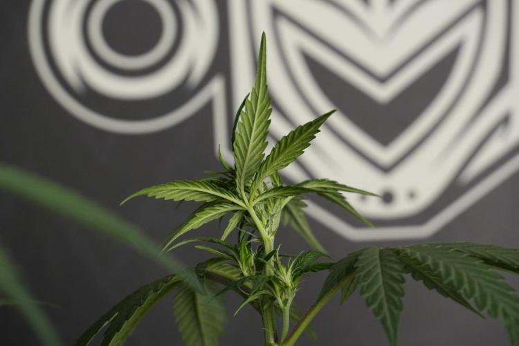 God father OG By Zamnesia Pheno A. Week 6 - Godfather OG Pheno A 