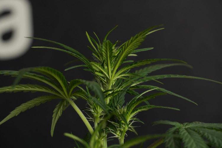 God father OG By Zamnesia Pheno A. Week 6 - Godfather OG Pheno A 