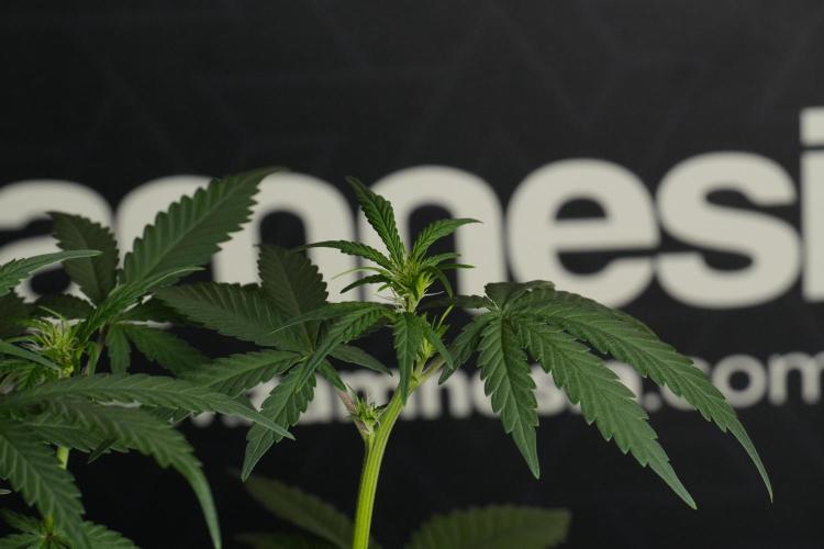 God father OG By Zamnesia Pheno A. Week 6 - Godfather OG Pheno A 
