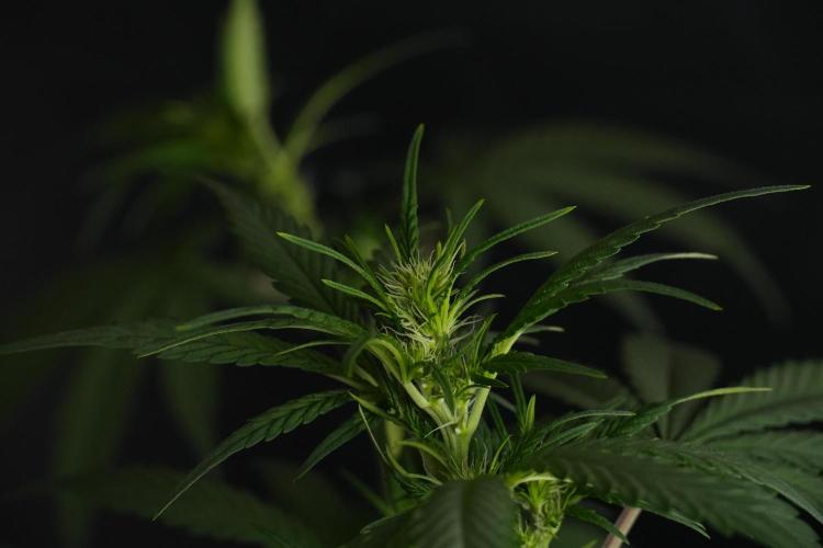 God father OG By Zamnesia Pheno A. Week 6 - Godfather OG Pheno A 