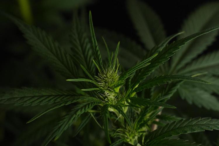 God father OG By Zamnesia Pheno A. Week 6 - Godfather OG Pheno A 