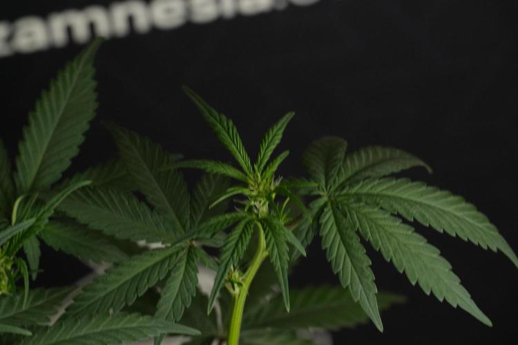 God father OG By Zamnesia Pheno A. Week 6 - Godfather OG Pheno A 