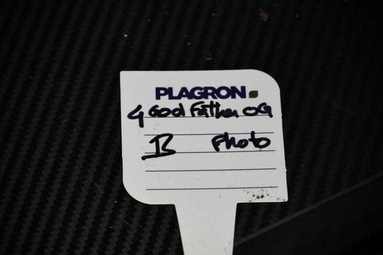 Pheno B God father OG By Zamnesia. Week 6 - Godfather OG Pheno B