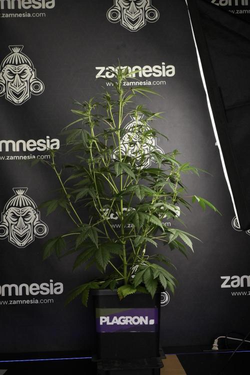 Pheno B God father OG By Zamnesia. Week 6 - Godfather OG Pheno B