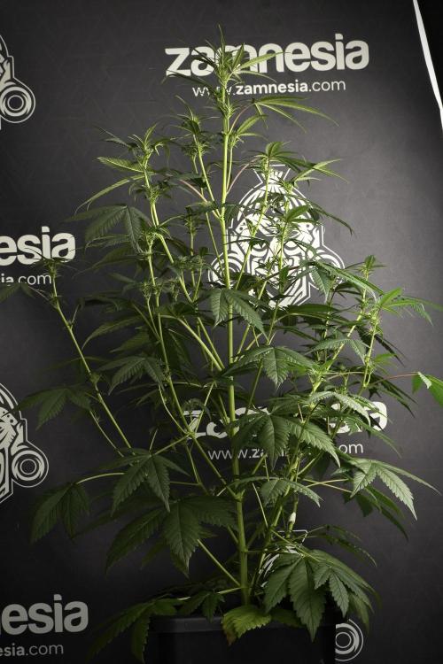 Pheno B God father OG By Zamnesia. Week 6 - Godfather OG Pheno B