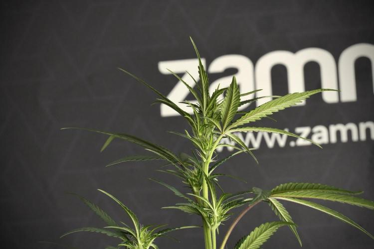 Pheno B God father OG By Zamnesia. Week 6 - Godfather OG Pheno B