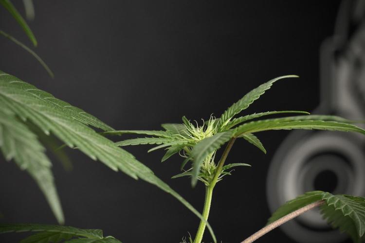 Pheno B God father OG By Zamnesia. Week 6 - Godfather OG Pheno B