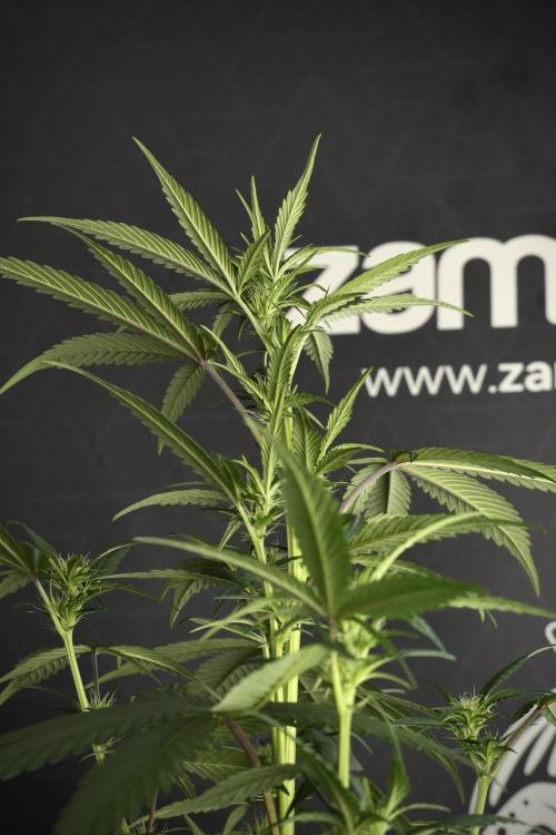 Pheno B God father OG By Zamnesia. Week 6 - Godfather OG Pheno B