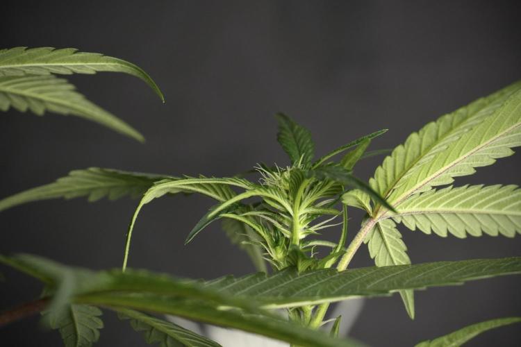 Pheno B God father OG By Zamnesia. Week 6 - Godfather OG Pheno B