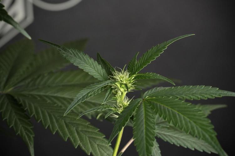 Pheno B God father OG By Zamnesia. Week 6 - Godfather OG Pheno B