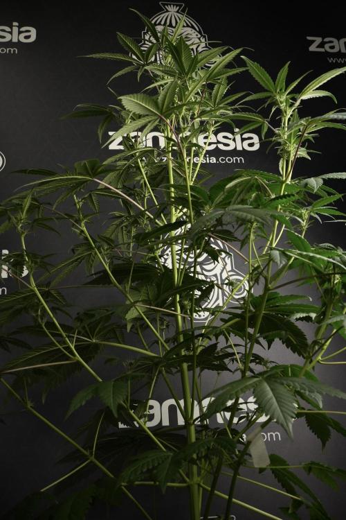Pheno B God father OG By Zamnesia. Week 6 - Godfather OG Pheno B