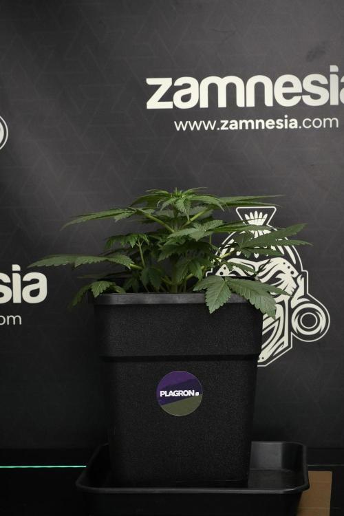 Passion Fruitz By Zamnesia. Week 6 - Passion Fruitz