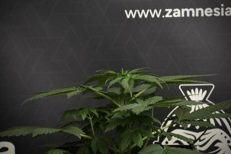 Passion Fruitz By Zamnesia. Week 6 - Passion Fruitz