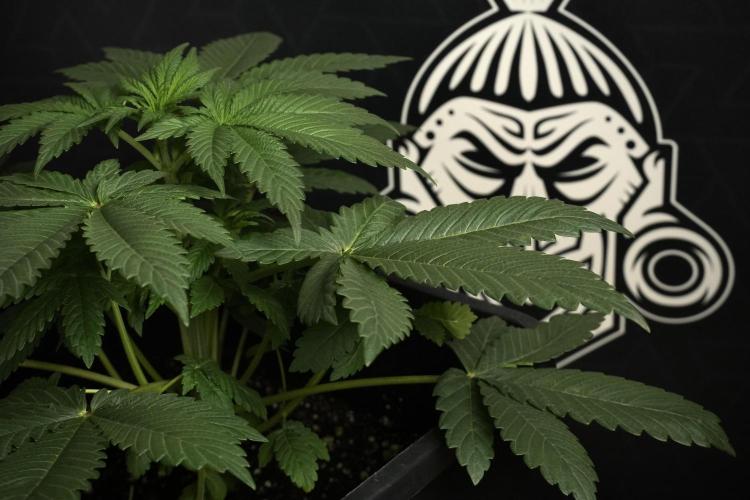 Passion Fruitz By Zamnesia. Week 6 - Passion Fruitz