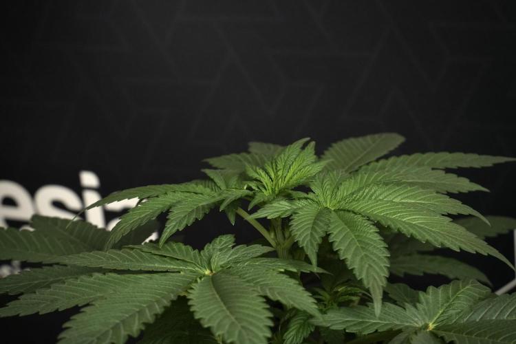 Passion Fruitz By Zamnesia. Week 6 - Passion Fruitz