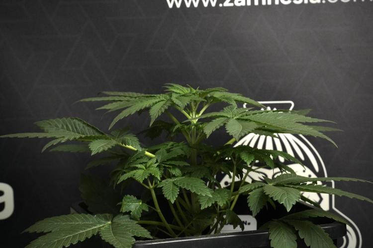 Passion Fruitz By Zamnesia. Week 6 - Passion Fruitz