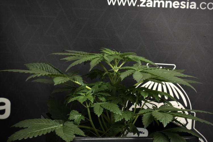 Passion Fruitz By Zamnesia. Week 6 - Passion Fruitz