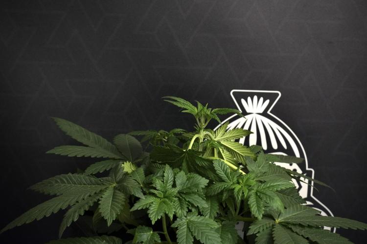 Passion Fruitz By Zamnesia. Week 6 - Passion Fruitz