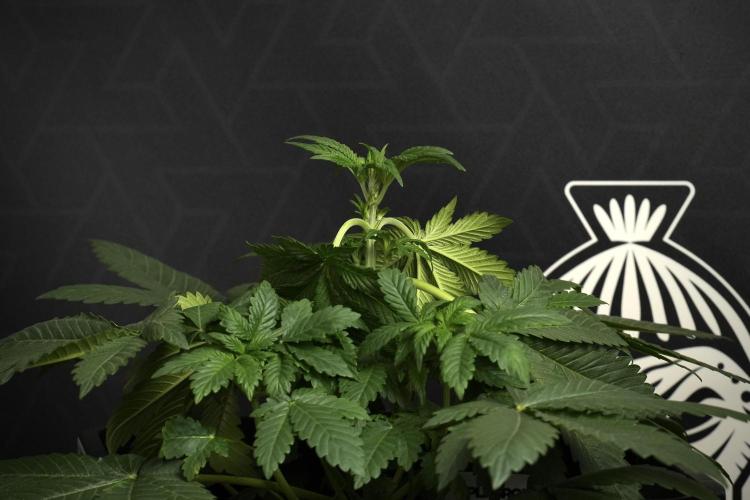 Passion Fruitz By Zamnesia. Week 6 - Passion Fruitz