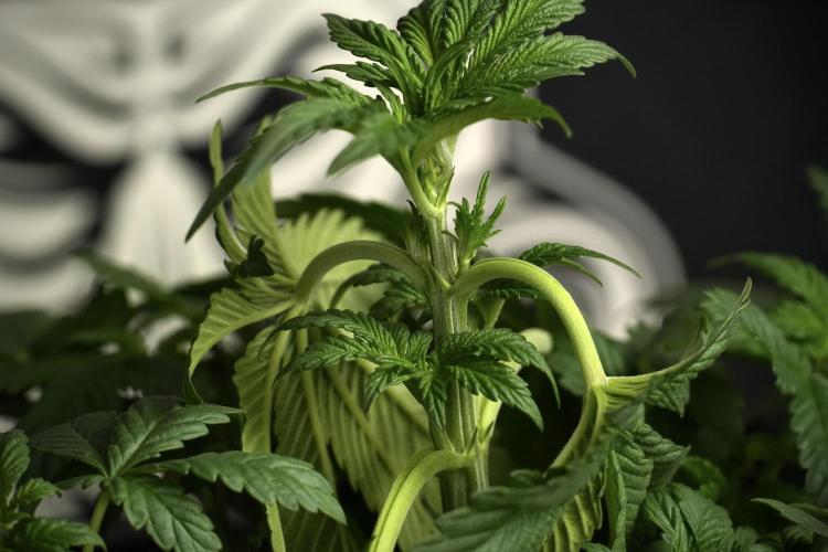 Passion Fruitz By Zamnesia. Week 6 - Passion Fruitz