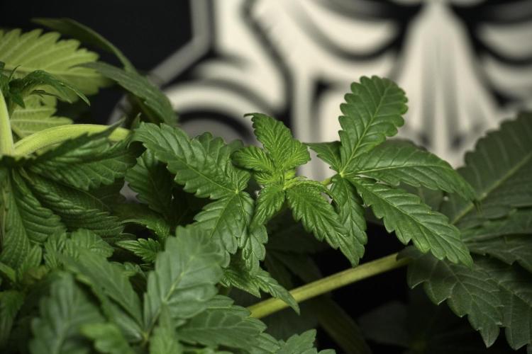 Passion Fruitz By Zamnesia. Week 6 - Passion Fruitz