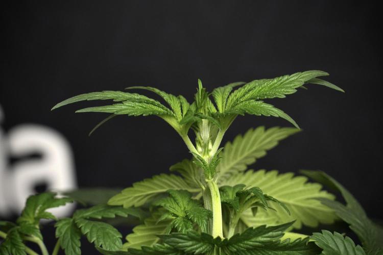 Passion Fruitz By Zamnesia. Week 6 - Passion Fruitz