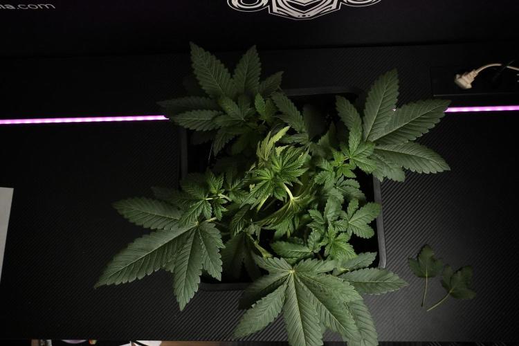 Passion Fruitz By Zamnesia. Week 6 - Passion Fruitz