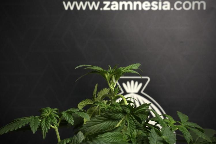 Passion Fruitz By Zamnesia. Week 6 - Passion Fruitz