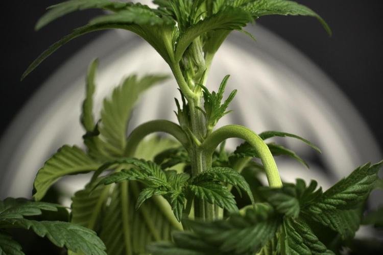 Passion Fruitz By Zamnesia. Week 6 - Passion Fruitz