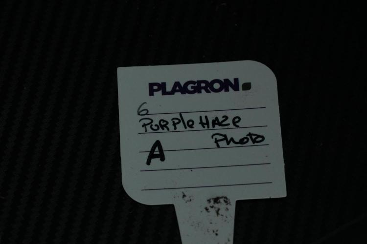 Purple Haze By Zamnesia Pheno A. Week 6 - Purple Haze Pheno A