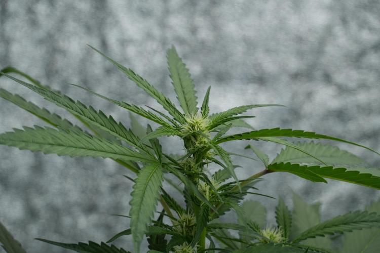 Purple Haze By Zamnesia Pheno A. Week 6 - Purple Haze Pheno A