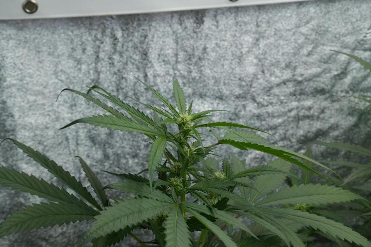 Purple Haze By Zamnesia Pheno A. Week 6 - Purple Haze Pheno A