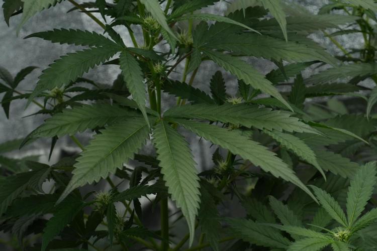 Purple Haze By Zamnesia Pheno A. Week 6 - Purple Haze Pheno A
