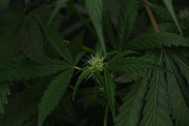 Purple Haze By Zamnesia Pheno A. Week 6 - Purple Haze Pheno A